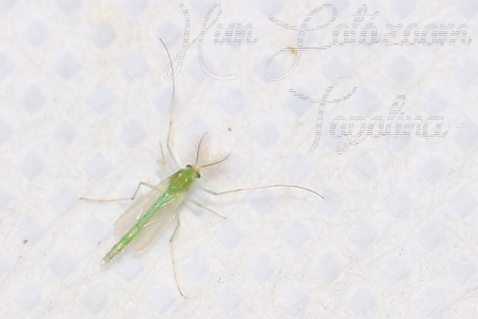 Chironominae
