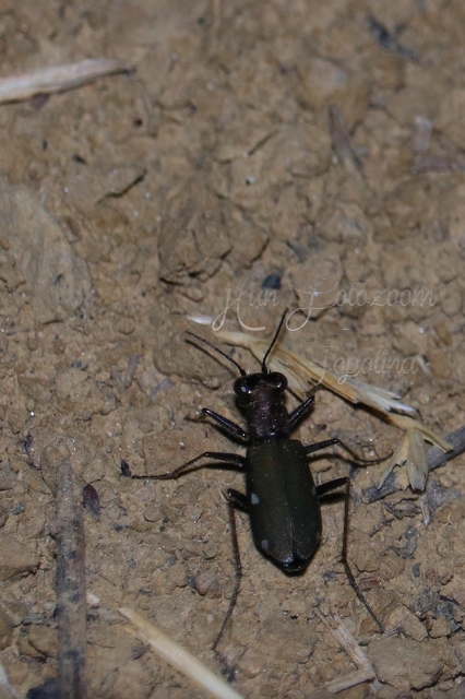 Cylindera germanica - parlagi homokfutrinka