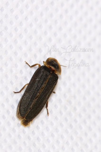 Lampyris noctiluca - nagy szentjánosbogár