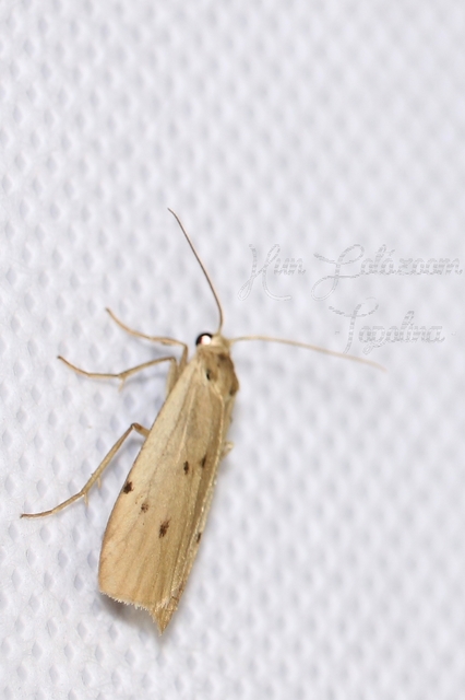 Pelosia muscerda - hamvas zuzmószövő
