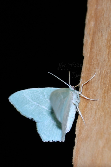 Hemistola chrysoprasaria - kékes zöldaraszoló