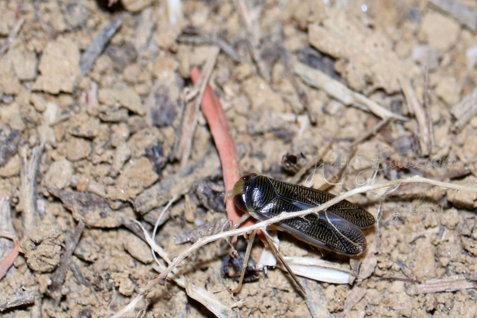 Corixidae - búvárpoloskák Corixidae - búvárpoloskák
