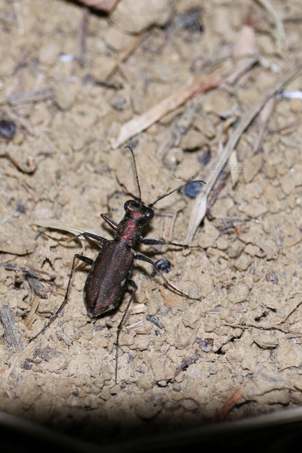 Cylindera germanica - parlagi homokfutrinka