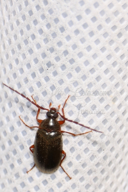 Hymenalia rufipes - rőtlábú alkonybogár