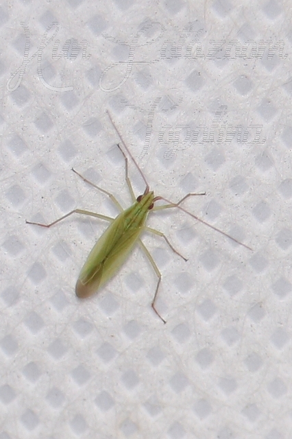 Trigonotylus
