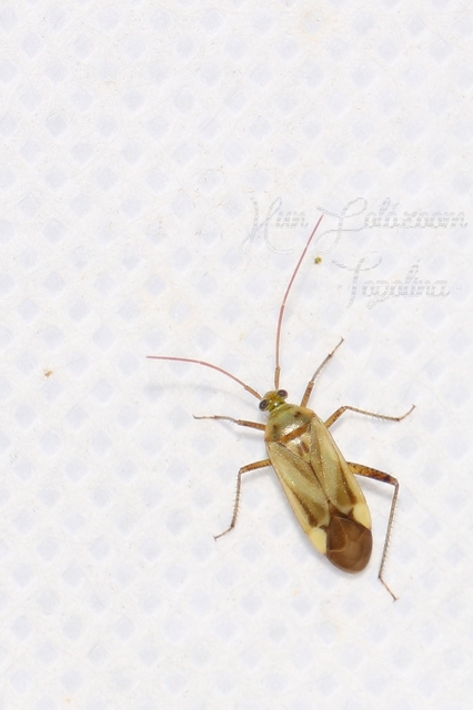 Adelphocoris lineolatus - lucernapoloska