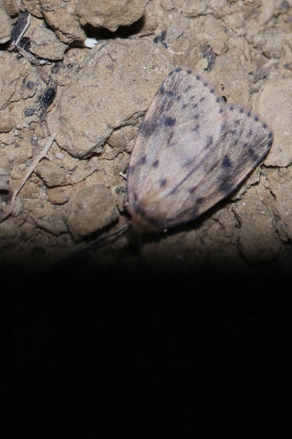 Thumata senex - mocsári medvelepke
