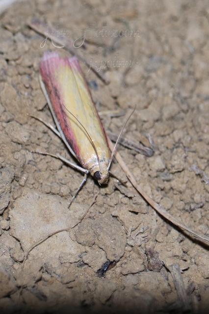 Oncocera semirubella - lucernamoly