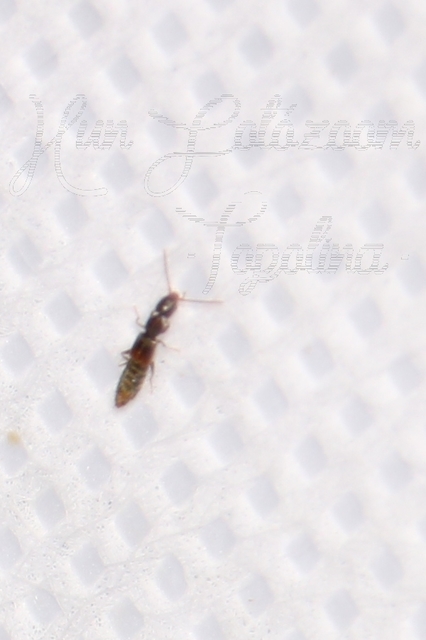 Scopaeus laevigatus - közönséges turzásholyva