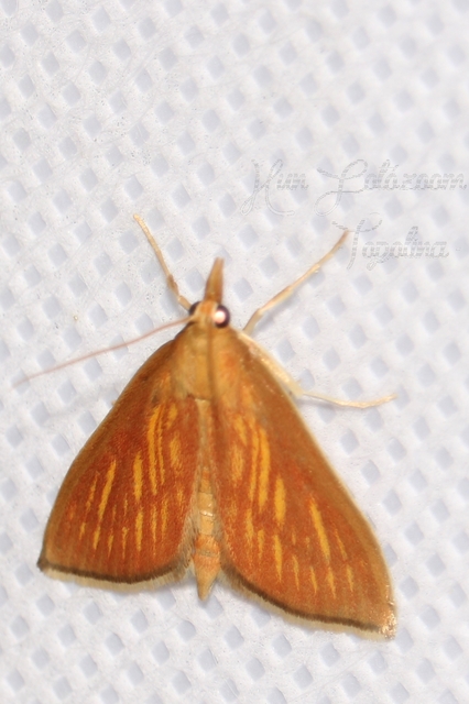 Nascia cilialis - sásrágó tűzmoly