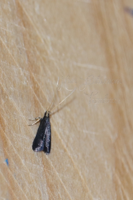 Lecithocera nigrana - kis hindumoly