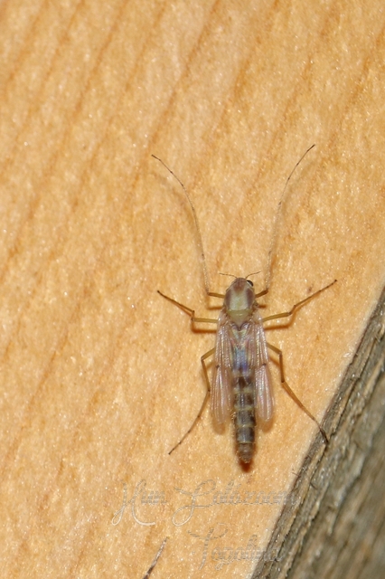 Chironomidae - árvaszúnyogok