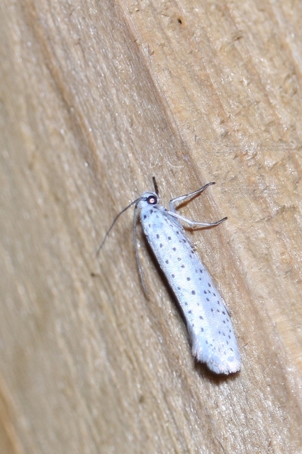 Yponomeuta evonymella - pókhálós májusfamoly