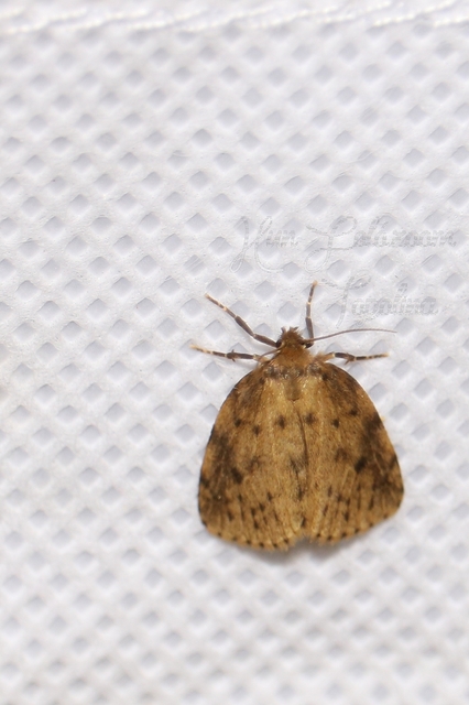 Thumata senex - mocsári medvelepke