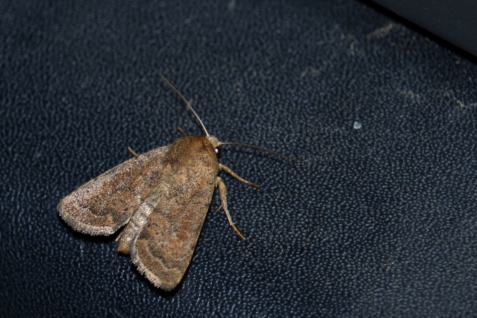 Hoplodrina octogenaria - barna selymesbagoly