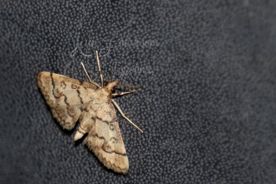 Metasia ophialis - kígyósávos tűzmoly