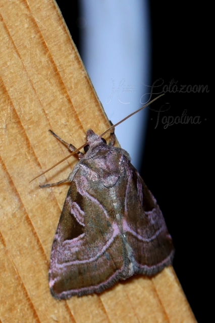 Eucarta virgo - mocsári ametisztbagoly