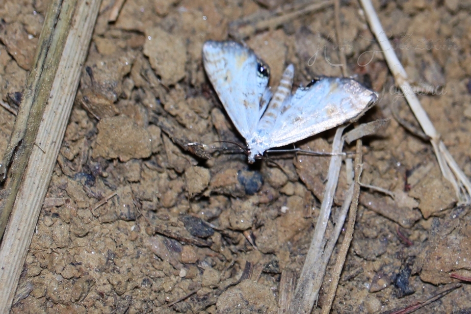 Cataclysta lemnata - békalencsemoly