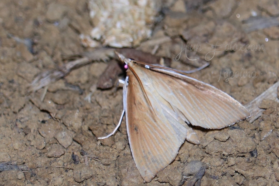 Sclerocona acutellus - hegyesszárnyú tűzmoly