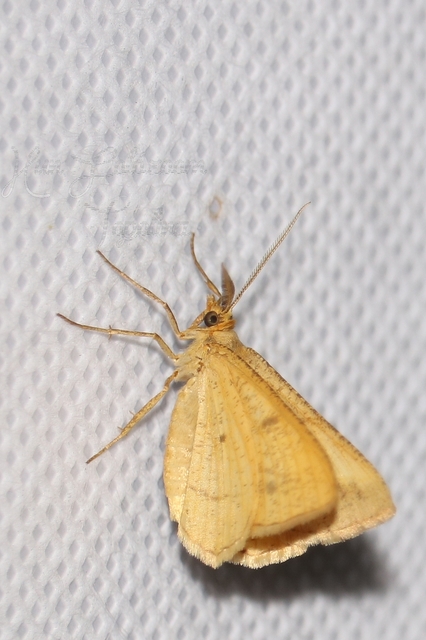Tephrina arenacearia - lucerna-araszoló