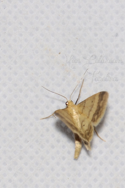 Idaea biselata - mocsári sávosaraszoló