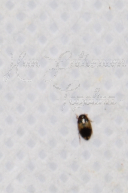 Hydroglyphus geminus - gyakori paránycsíkbogár