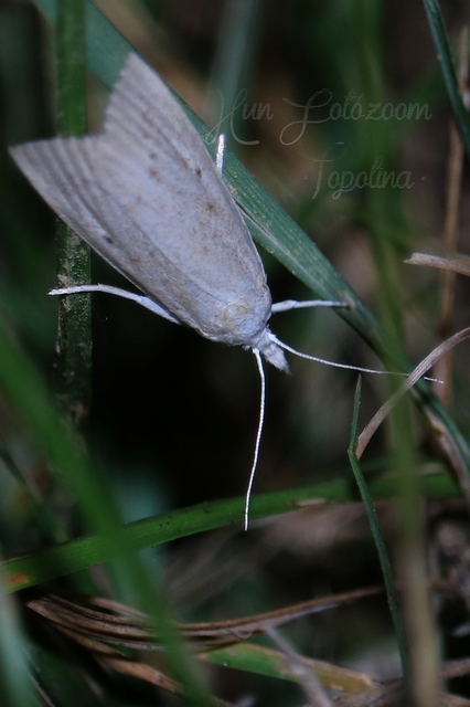 Calamotropha paludella - barna nádlevélmoly