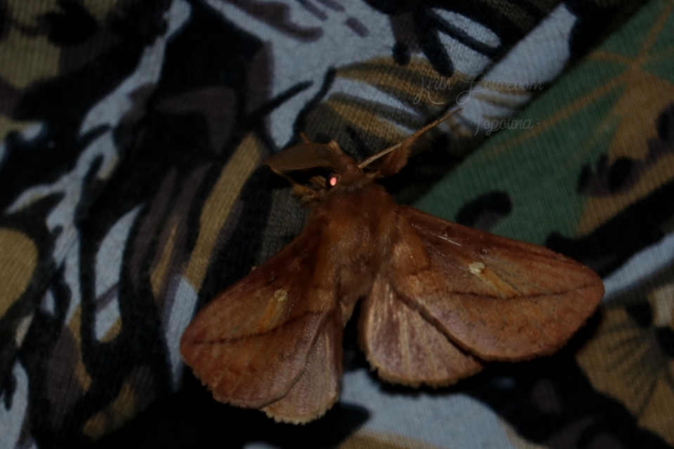 Euthrix potatoria - szomjas pohók