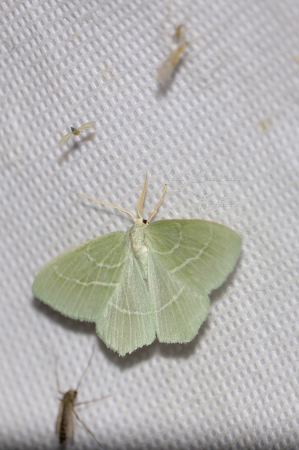 Hemistola chrysoprasaria - kékes zöldaraszoló
