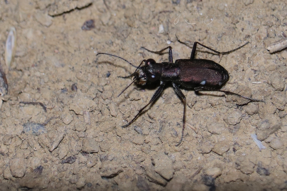 Cylindera germanica - parlagi homokfutrinka