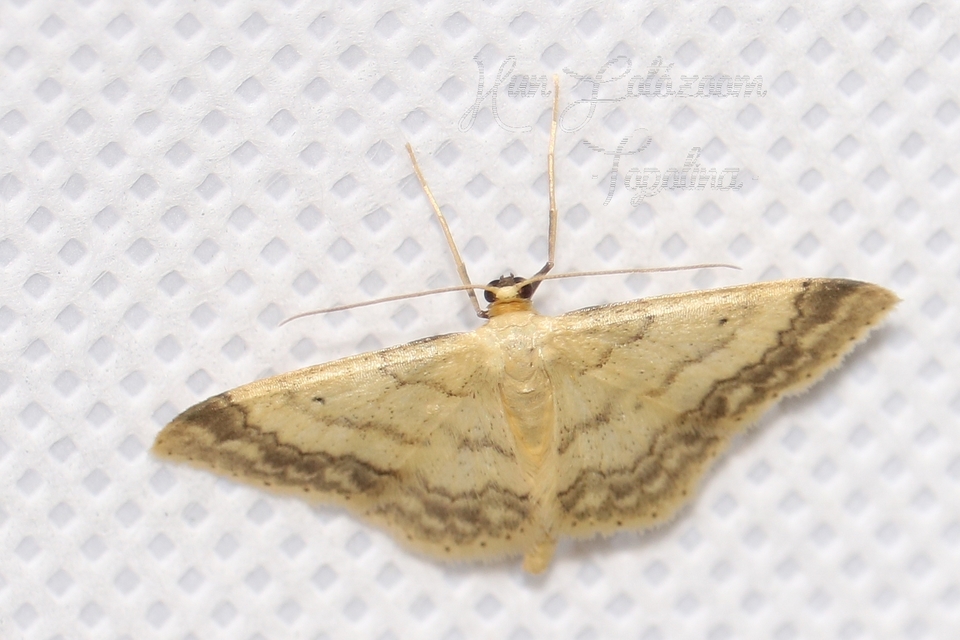 Idaea biselata - mocsári sávosaraszoló