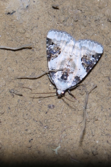 Pseudeustrotia candidula - fehéres apróbagoly