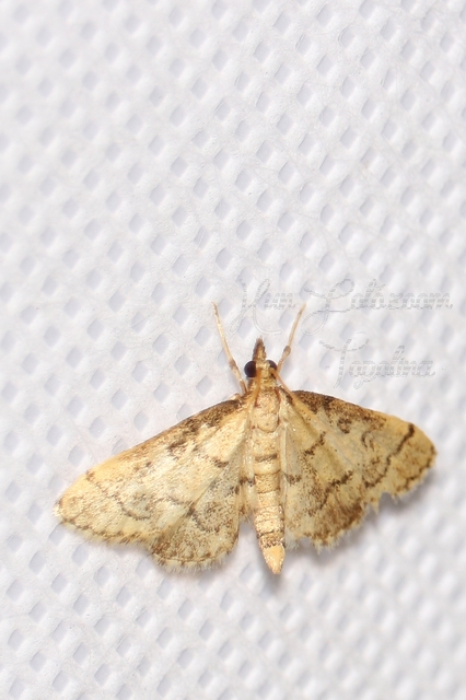 Metasia ophialis - kígyósávos tűzmoly