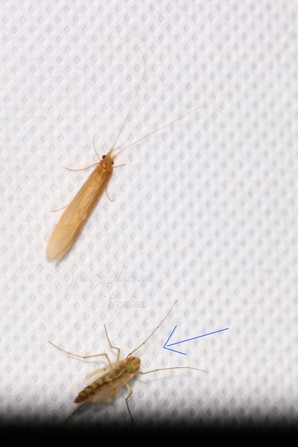 Chironomidae - árvaszúnyogok