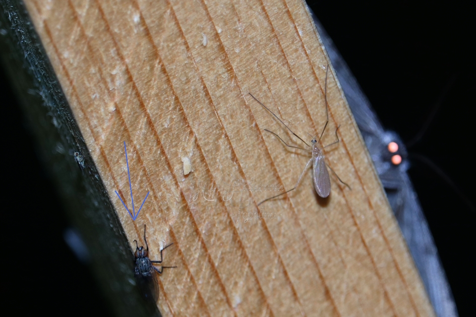 Muscidae - igazi legyek
