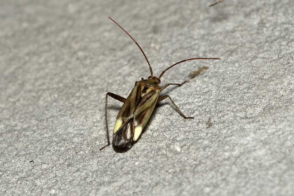 Adelphocoris lineolatus - lucernapoloska
