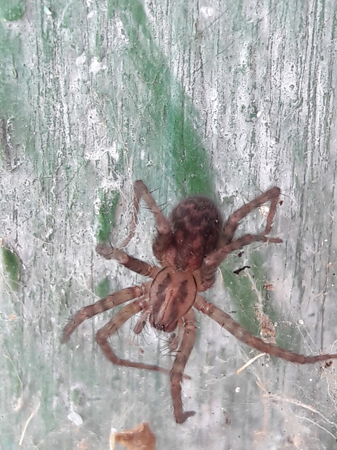 Tegenaria domestica - házi zugpók