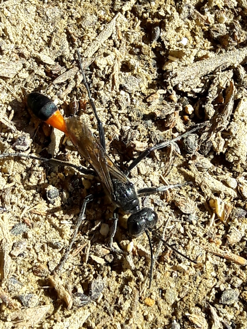 Ammophila
