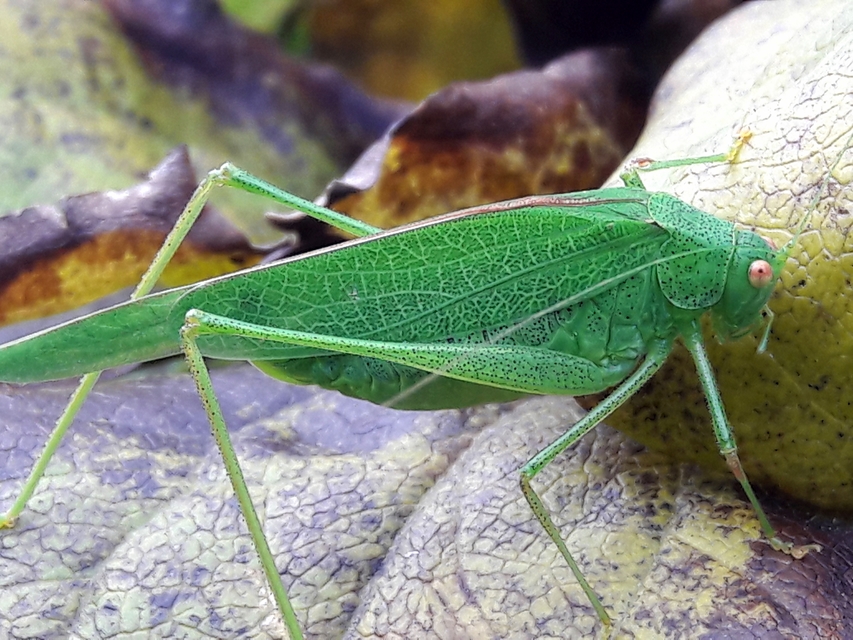 Phaneroptera nana - pontozott repülőszöcske