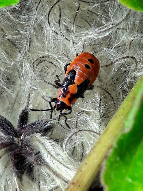 Spilostethus saxatilis - virágbodobács