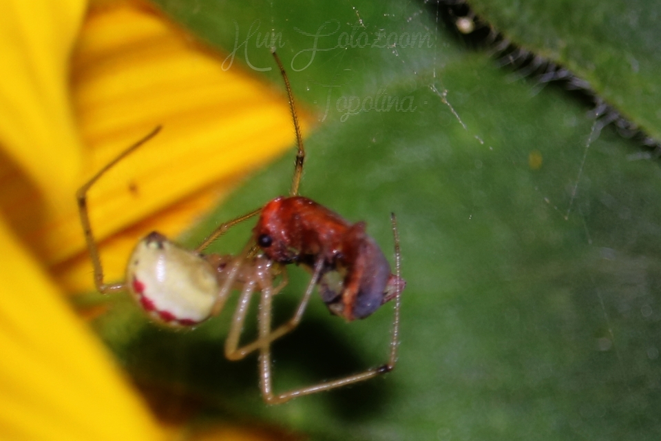 Enoplognatha ovata - vonalas törpepók