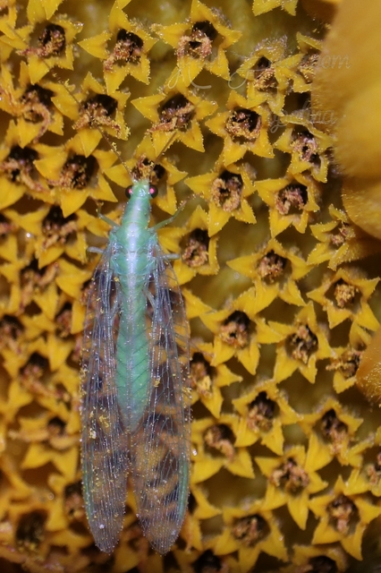 Chrysopidae - zöldfátyolkák