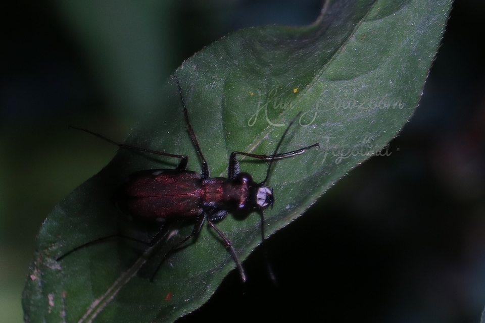 Cylindera germanica - parlagi homokfutrinka