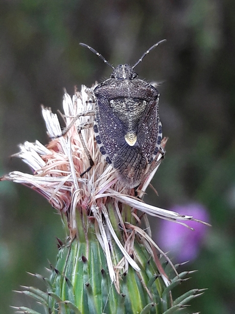 Dolycoris baccarum - közönséges bogyómászó-poloska