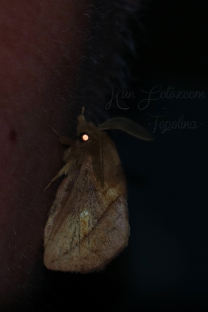 Euthrix potatoria - szomjas pohók