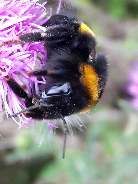 Bombus terrestris/lucorum