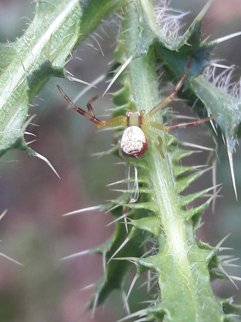 Ebrechtella tricuspidata - alakoskodó karolópók