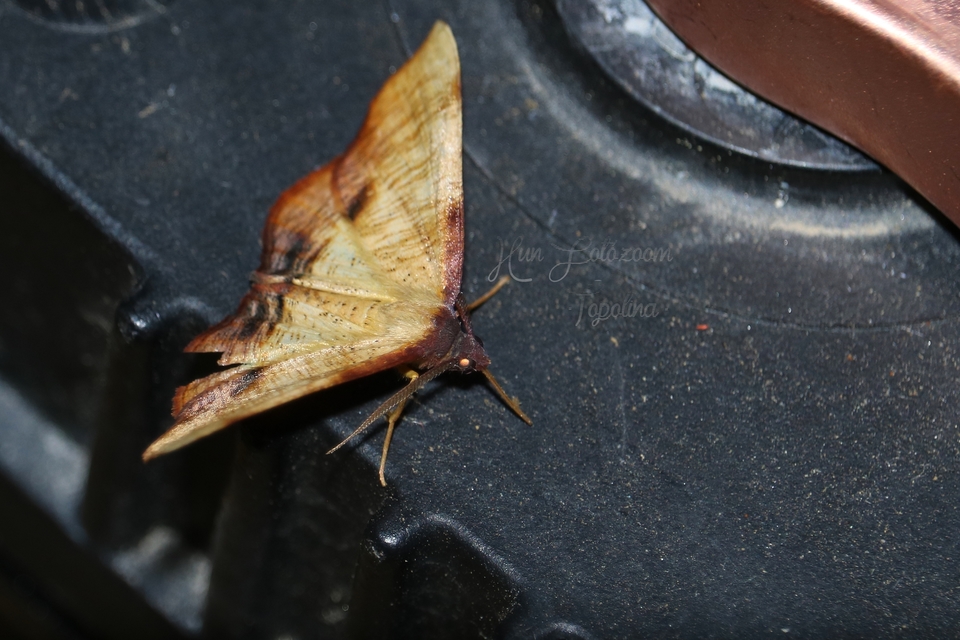 Plagodis dolabraria - baltaszárnyú araszoló