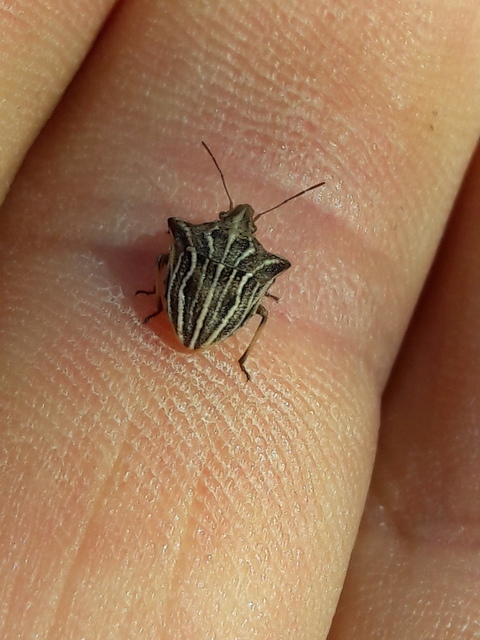 Ancyrosoma leucogrammes - vállas poloska