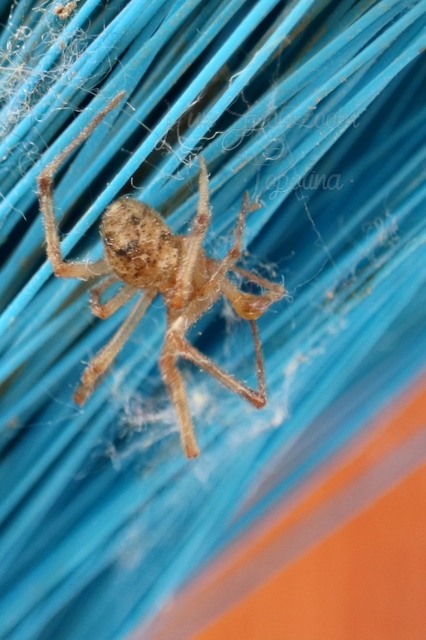 Parasteatoda tepidariorum - üvegházi törpepók